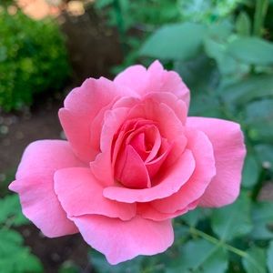 Meet your Posher, Inga